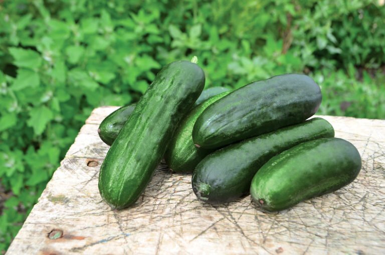 What Cucumber Does To The Body