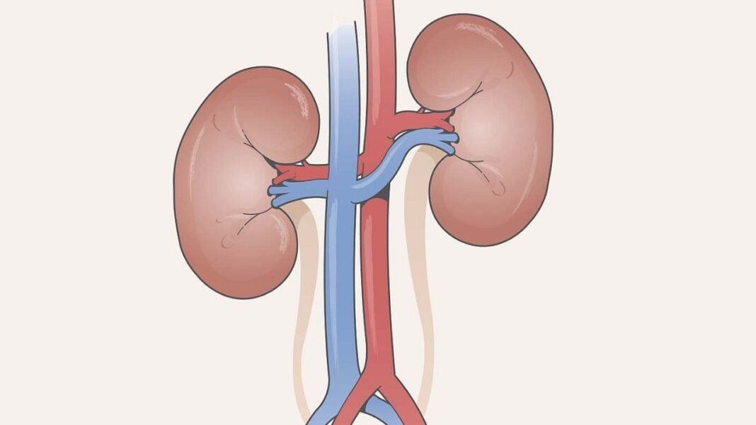 Kidneys