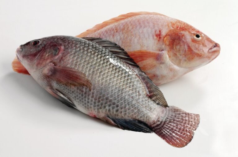 Benefits Of Eating Tilapia