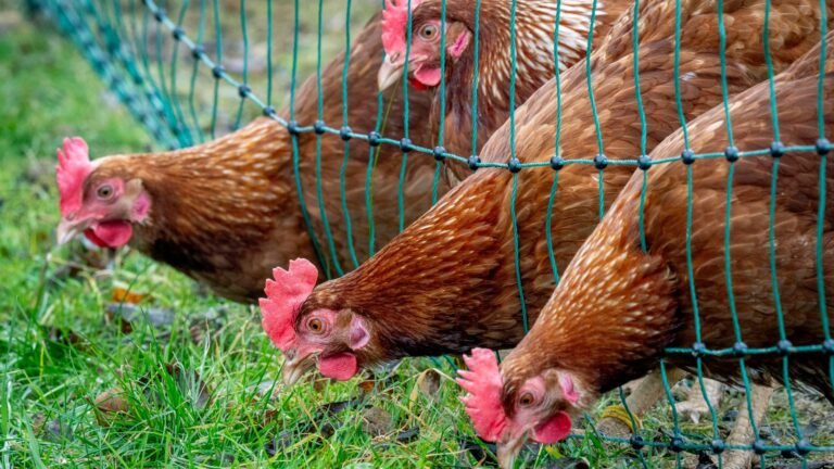 New Strain Of Bird Flu Confirmed In US