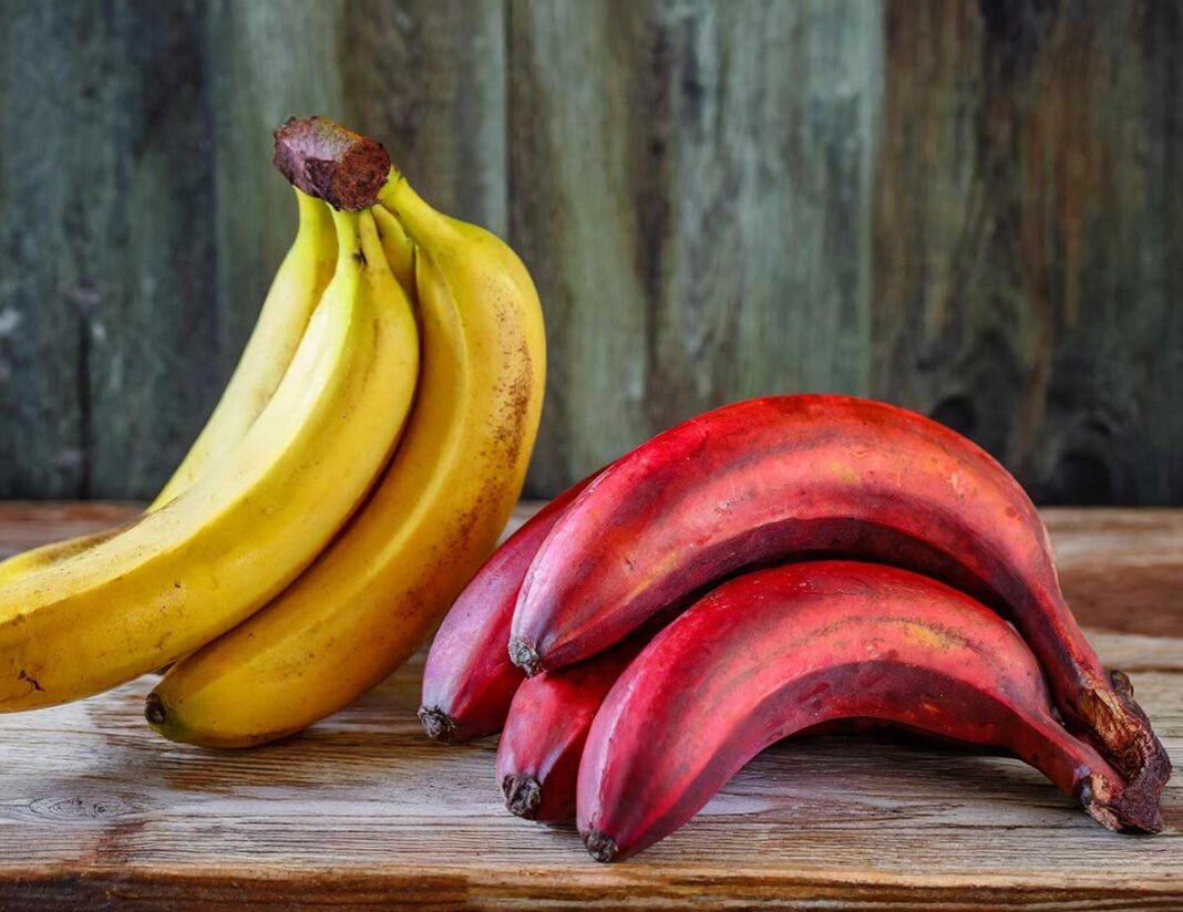 Red and Yellow Bananas